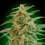 Auto Gorilla - Feminized - OO Seeds