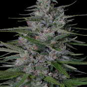 Don Bruce Banner - Feminized - Don Avalanche Seeds