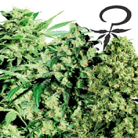 White Label Seed Company Feminized Mix Feminized
