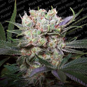 Californian Gold - Feminized - Paradise Seeds