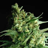 Sagarmatha Seeds Double Bubbleberry Feminised