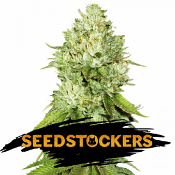 Pineapple - Feminized - Seed Stockers