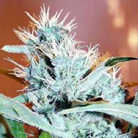 KC Brains Seeds Leda Uno Regular