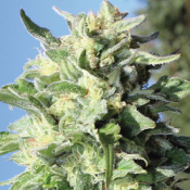 Banana Mango - Feminized - Humboldt Seed Company