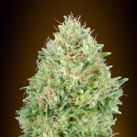 Pineapple Glue - Feminized - Advanced Seeds