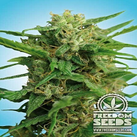 Freedom Seeds Smokey Bear Auto Feminized