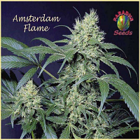 Paradise Seeds Amsterdam Flame Regular