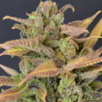 CBD Seeds Auto Critical Feminized