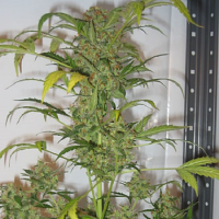 Shortstuff Seeds Snowryder Auto Feminised