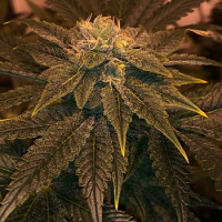 Wizzard's Wand - Regular - The Captain's Connection Seed Co