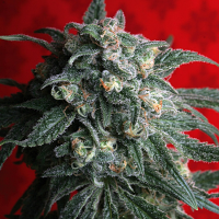 T.H.Seeds A-Train Feminised