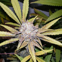 Dr Underground Seeds Melon Gum Feminized  