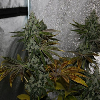 Devil's Harvest Original Strawberry Sour Diesel Feminized