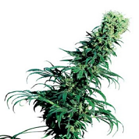 Early Pearl – Regular – Sensi Seeds