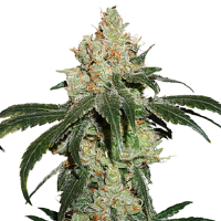Seed Stockers Seeds Nicole Cream Feminized