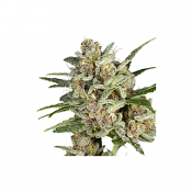 Super Mad Sky Floater - Feminized - Super Sativa Seed Club