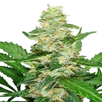 Super Skunk Auto– Feminized – Sensi Seeds