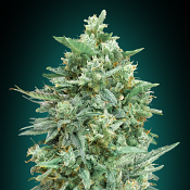 Auto Northern Lights XXL - Feminized - OO Seeds