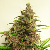 Malawi x PCK - Regular - Ace Seeds