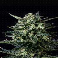 Genofarm Seeds Thunder Haze Auto Feminized
