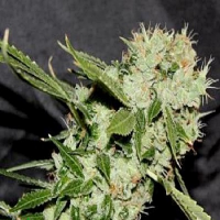 Connoisseur Genetics Seeds Cheese N Chaze Regular