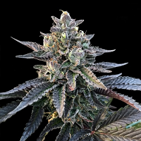 DNA Genetics Seeds Gelato Sorbet (Sorbet Collection) Feminized