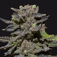 CBD Seeds Magma Feminized