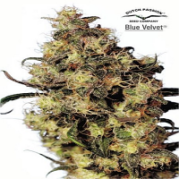 Dutch Passion Seeds Blue Velvet Feminized