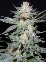 Seedism Seeds TasteBud OG Feminized