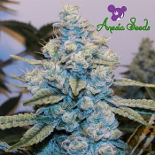 Original Gorilla #4 - Feminized - Anesia Seeds