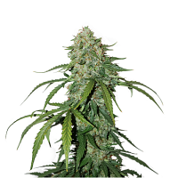 Seed Stockers Seeds CBD 1:1 Silver Lime Haze Auto Feminized