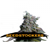 Sour Diesel Auto - Feminized - Seed Stockers