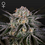 Wonder Pie - Feminized - Green House Seed Co