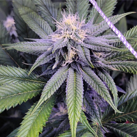 Purple Caper Seeds Granddaddy Purple BX Regular