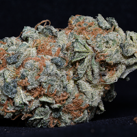 Big Head Seeds Cookie Dawg Feminized