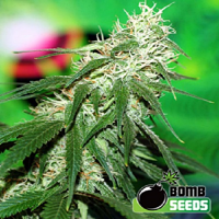 Bomb Seeds Buzz Bomb Feminized
