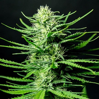 Sumo Seeds Cinderella 99 Feminized