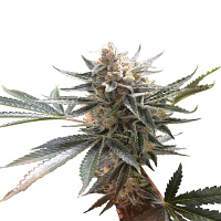 Reserva Privada Seeds Tangie Regular