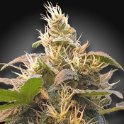 CBDenergy - Feminized - Paradise Seeds