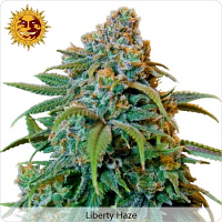 Barney's Farm Seeds Liberty Haze Feminized