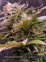 Vision Seeds Vision Caramello Auto Feminized