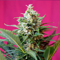 Sweet Seeds Big Devil XL Auto Feminized