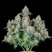 Original Auto Cinderella - Feminized - Fast Buds