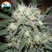 Cali Killer - Feminized - Cali Weed