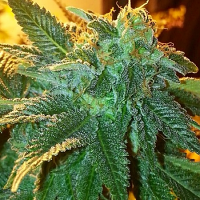 Cali Connection Seeds Alien OG Feminized