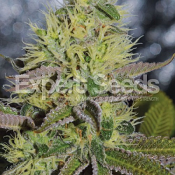 Sweet Zombie – Feminized – Expert Seeds