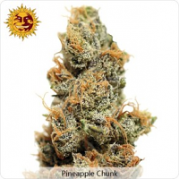 Barney's Farm Seeds Pineapple Chunk Feminised