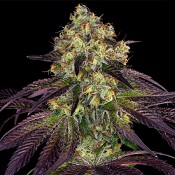 Stracciatella - Feminized - T.H.Seeds
