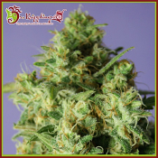 Bulk Smash Auto - Feminized - Dr Krippling