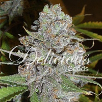Delicious Seeds La Diva Auto Feminized